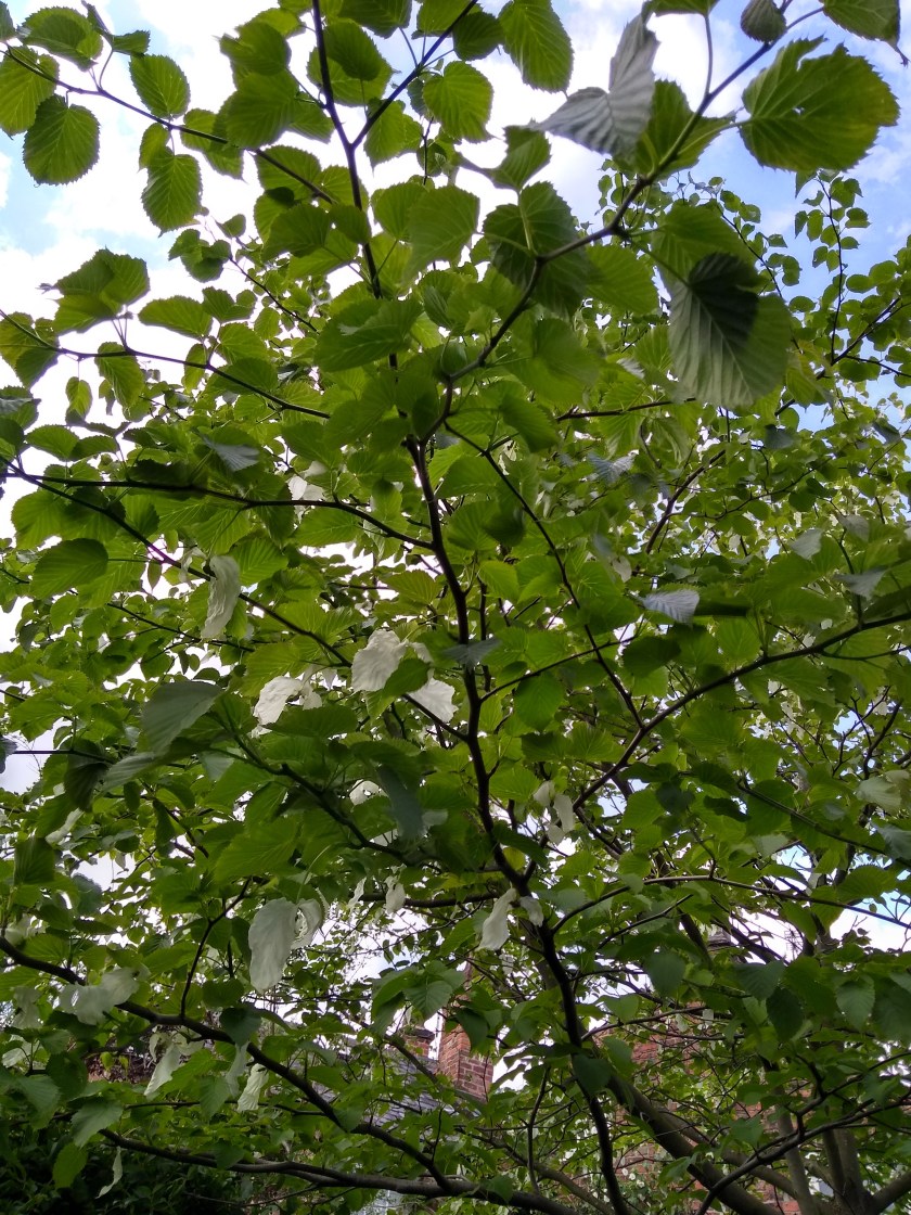 Davidia 29.4.19[4][1]-1