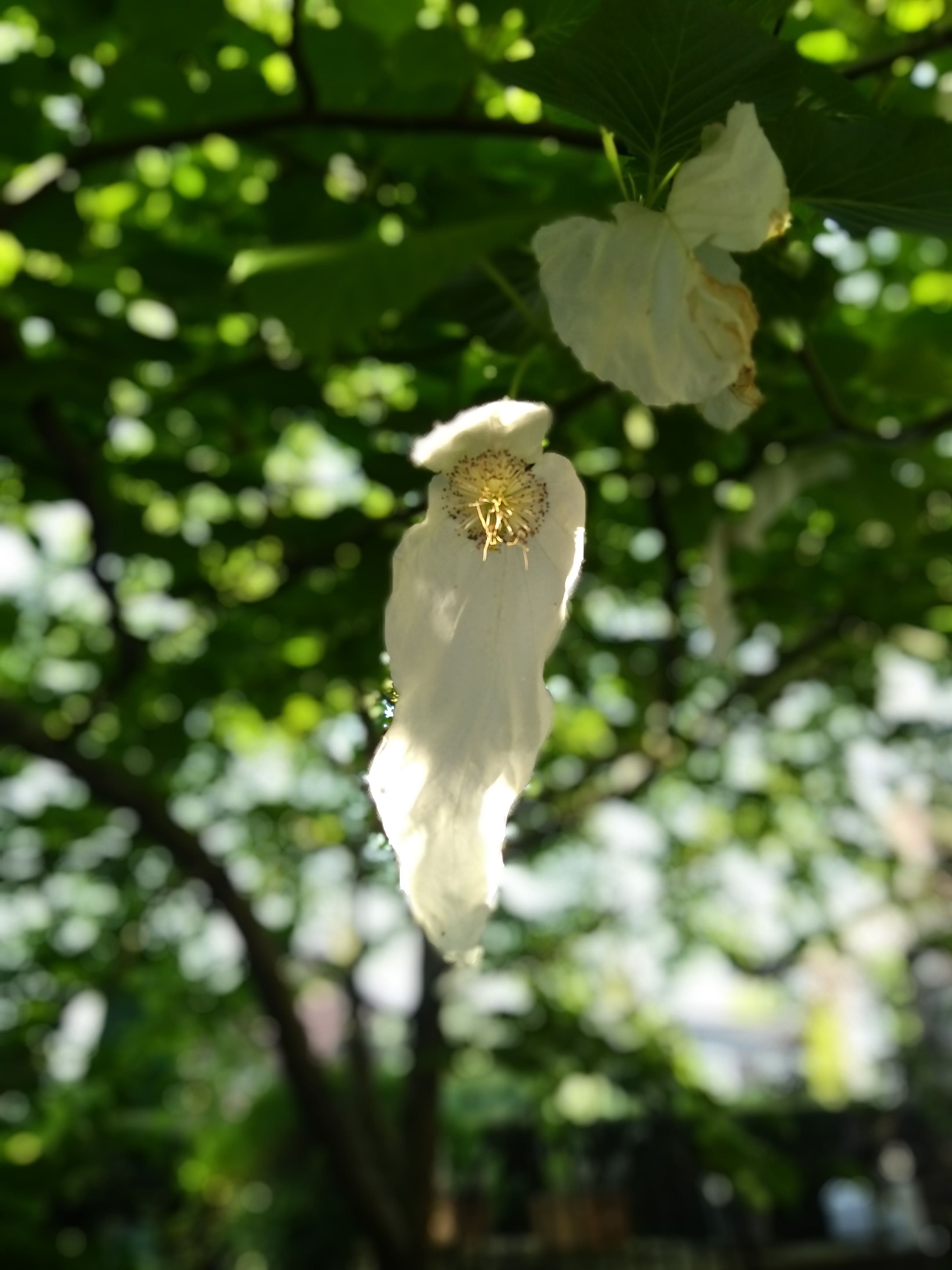 Davidia inflorescence cut-1