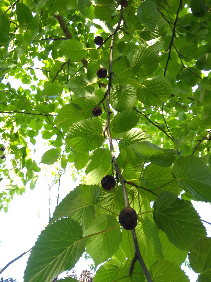 Davidia seed pods 20[1]-1